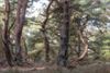 Lommel - Het Lommelse 'bos van de dansende bomen'