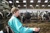 Overpelt - Op bezoek bij de koeien