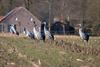 Hamont-Achel - Een tussenstop op de Achterhoek