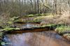 Oudsbergen - Een elzenbroekbos in Oudsbergen