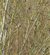 Beringen - Blauwborst brengt de lente mee
