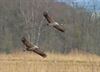 Beringen - Kraanvogels in vallei van de Zwarte Beek