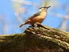 Lommel - Mooie natuur in Den Tip bedreigd