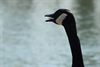 Bocholt - De Grote Canadese gans