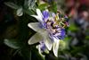 Hamont-Achel - De blauwe passiebloem