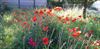 Hamont-Achel - Gratis veldbloemenzaad voor een bloeiende tuin