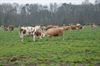Oudsbergen - Honderden bezoekers aanschouwen “koeiendans”