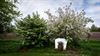 Hamont-Achel - Hoogdagen in de tuin