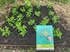 Beringen - Wildplukpad in 'Park met Smaak'