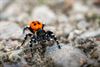 Lommel - Lentevuurspin op de Startdag Natuurpunt Lommel