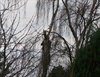 Neerpelt - Op de ladder, en zagen maar....