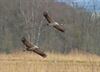 Beringen - Drie koppels kraanvogels nestelen zich in Koersel