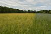 Beringen - 40 dagen regen?