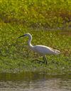 Beringen - Grote en kleine zilverreiger