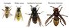 Bree - Help mee exotische insecten te stoppen