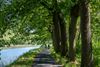 Bocholt - Blauwalgen in kanaal Bocholt-Herentals
