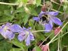 Beringen - Bijen in de tuin
