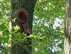 Neerpelt - Vandaag is het Werelddierendag
