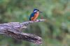 Bocholt - IJsvogeltje haarscherp in beeld aan De Luysen
