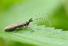 Hamont-Achel - Distelboktor gespot langs de Warmbeek