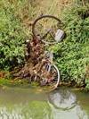 Neerpelt - Ondertussen, in de Dommel...