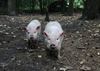 Oudsbergen - 125.000 € steun aan dierenasielen in Limburg