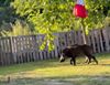 Beringen - Everzwijnen gespot in tuin