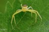 Hamont-Achel - Krabspin gespot in De Bever