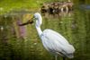 Bree - Een zilverreiger slaat toe
