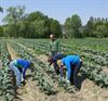 Beringen - Zorgboerderijen weer in opmars