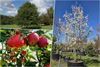 Pelt - Ook in 2025 gratis bomen met ‘Pelt boomt'