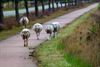 Lommel - Schaapskudde op wandel in Kristalpark