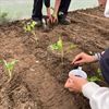Bocholt - Groene vingers in de maak!