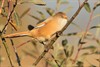Lommel - De vogeltrek houdt aan
