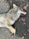 Hechtel-Eksel - Weer wolf doodgereden op N74