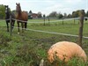 Neerpelt - Ondertussen, in de Breughelstraat...