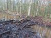 Pelt - Bever zet wandelpad onder water
