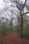 Hamont-Achel - Bomen gekapt voor verkaveling