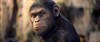 Hamont-Achel - 'The Rise of the Planet of the Apes'
