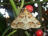 Neerpelt - Grote wintervlinder op bezoek