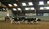 Hamont-Achel - Koeiendrijven in de manège
