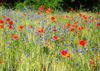 Peer - Meer bloemen, meer leven in je tuin