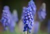 Hamont-Achel - Symfonie in blauw kondigt lente aan