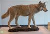 Pelt - Wolf Roger nog te bewonderen in CC Palethe