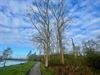 Beringen - Verwijderen van bomen aan Paalse Plas