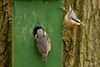 Hamont-Achel - Boomklevers druk in de weer met nestbouw
