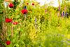 Hamont-Achel - Gratis veldbloemenzaad voor kleurrijke tuin