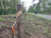 Beringen - Jonge boompjes vernield