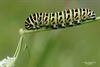 Hamont-Achel - Rups van koninginnenpage gespot langs Warmbeek