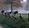 Overpelt - Koeien aan de Dommel